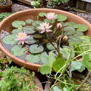 Heavy-Duty Terracotta Water Lily Bowl – Large Clay Container for Aquatic Gardens